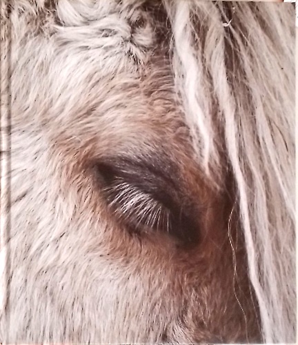 9781875498420-In the land of fire and ice. Horses of Iceland.