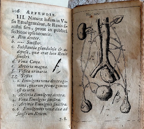 Laurentii Bellini Exercitatio Anatomica de Structura & Usu Renum cui Renum Monst