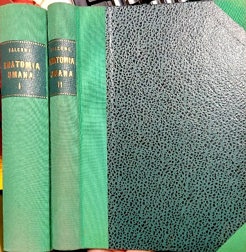 Trattato di anatomia umana.