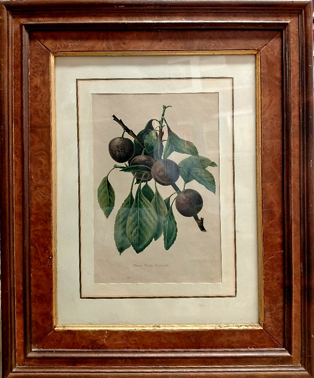 Prune Early Favourite.